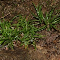 <i>Eriocaulon subglaucum</i>  Ruhland